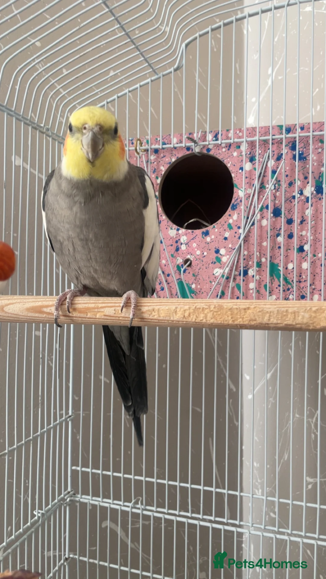 Cockatiels birds for sale: Beautiful cockatiels  - Advert 2