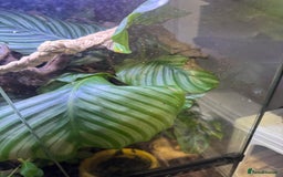 Frog reptiles for sale: 3 Milk Frogs &  **  Bio Set up  - Advert 6