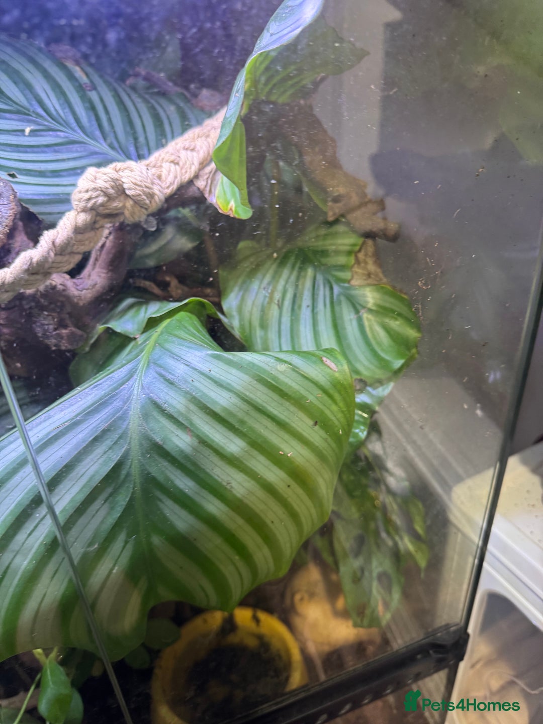 Frog reptiles for sale: 3 Milk Frogs &  **  Bio Set up  - Advert 6