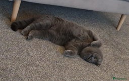 British Shorthair cats for sale: British Shorthair Mix Kittens - Image 26