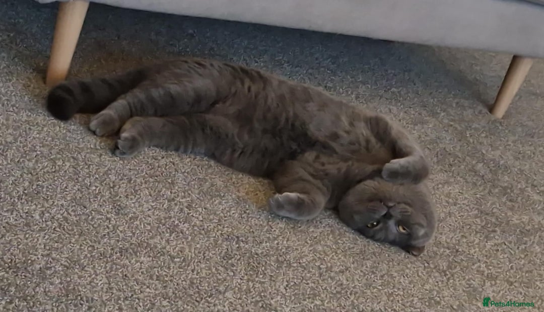 British Shorthair cats for sale: British Shorthair Mix Kittens - Image 26