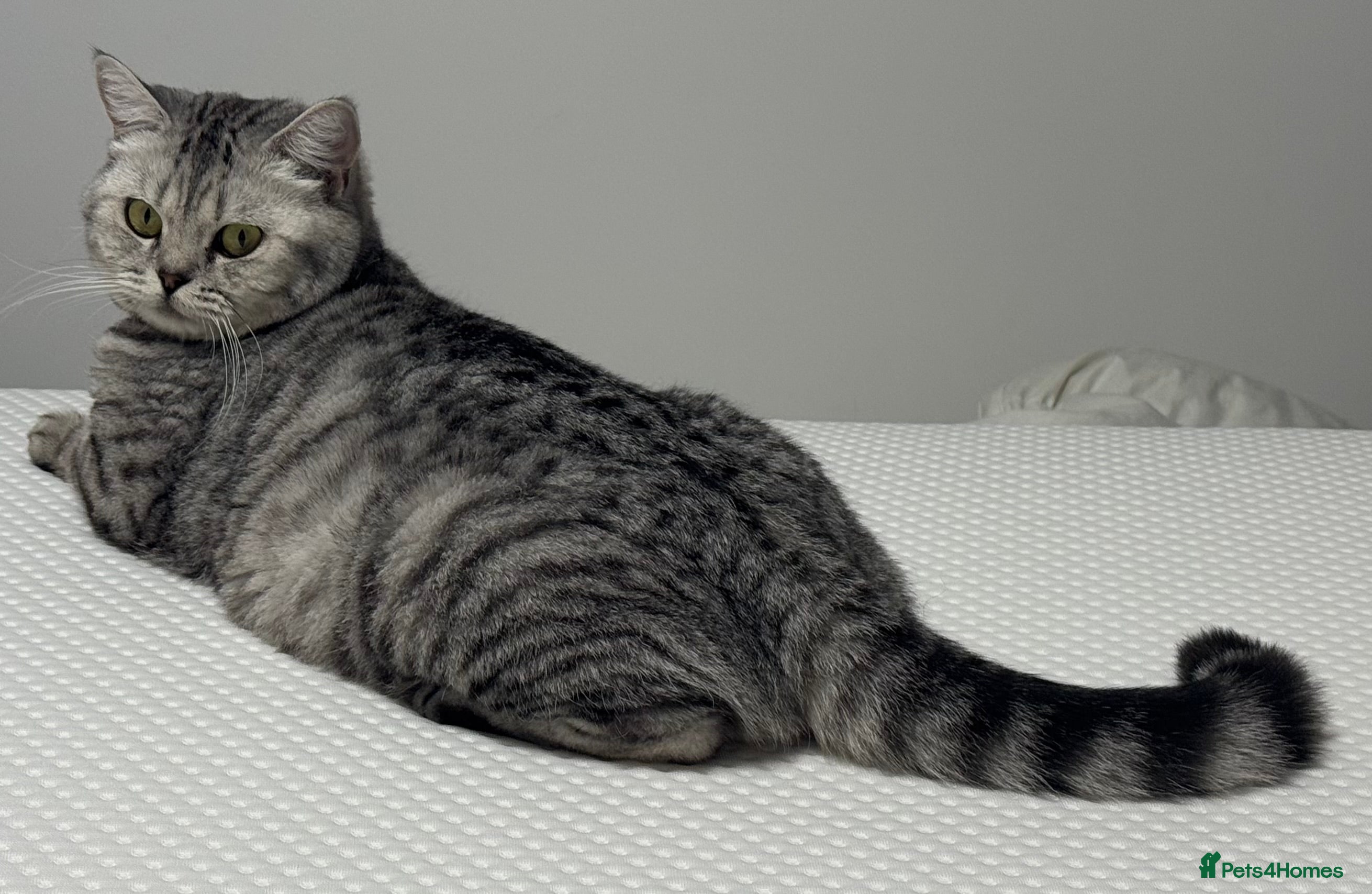 British Shorthair cats BSH Silver Spotted GCCF girl for rehome - Advert 1