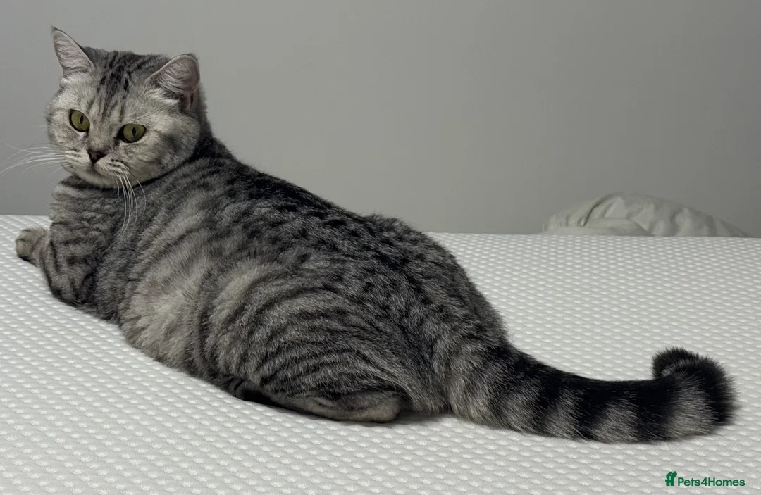 British Shorthair cats for sale: BSH Silver Spotted GCCF girl for rehome - Advert 1