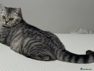 British Shorthair cats BSH Silver Spotted GCCF girl for rehome - Advert 1