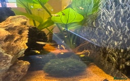 Mollies fish for sale: Guppies & Mollies - Image 4
