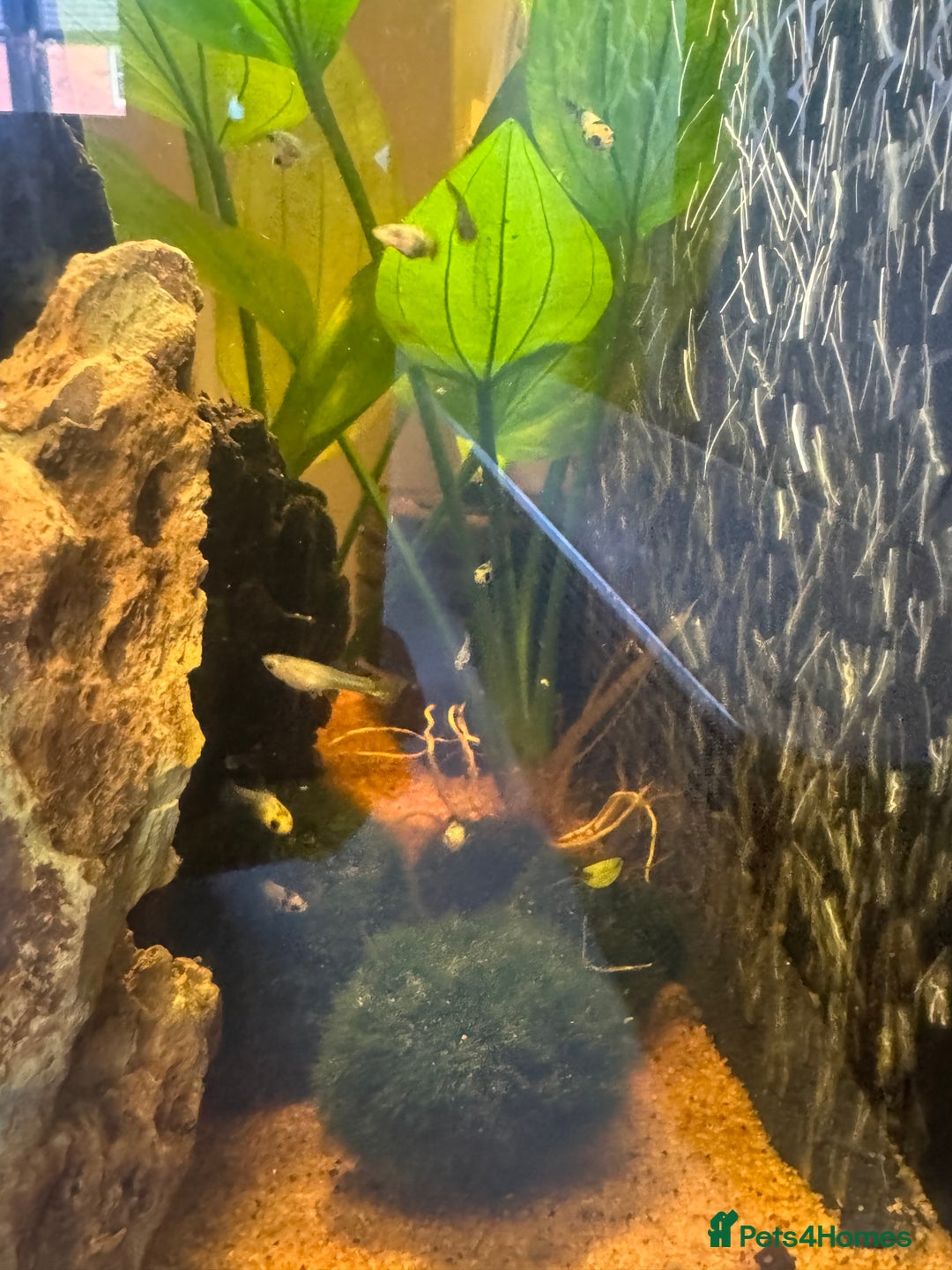 Mollies fish for sale: Guppies & Mollies - Image 4