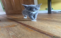 Mixed Breed cats for sale: Stunning litter of 4 - Image 1