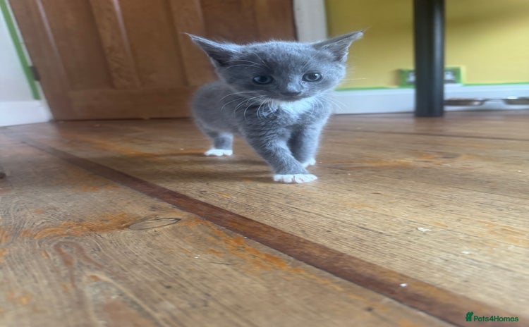 Mixed Breed cats - Advert 16