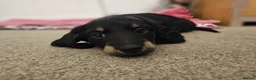 Miniature Dachshund dogs for sale: Beautiful Miniatures  in Manchester - Advert 6