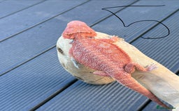 Bearded Dragon reptiles for sale: Bearded Dragon Red Monster - Advert 5