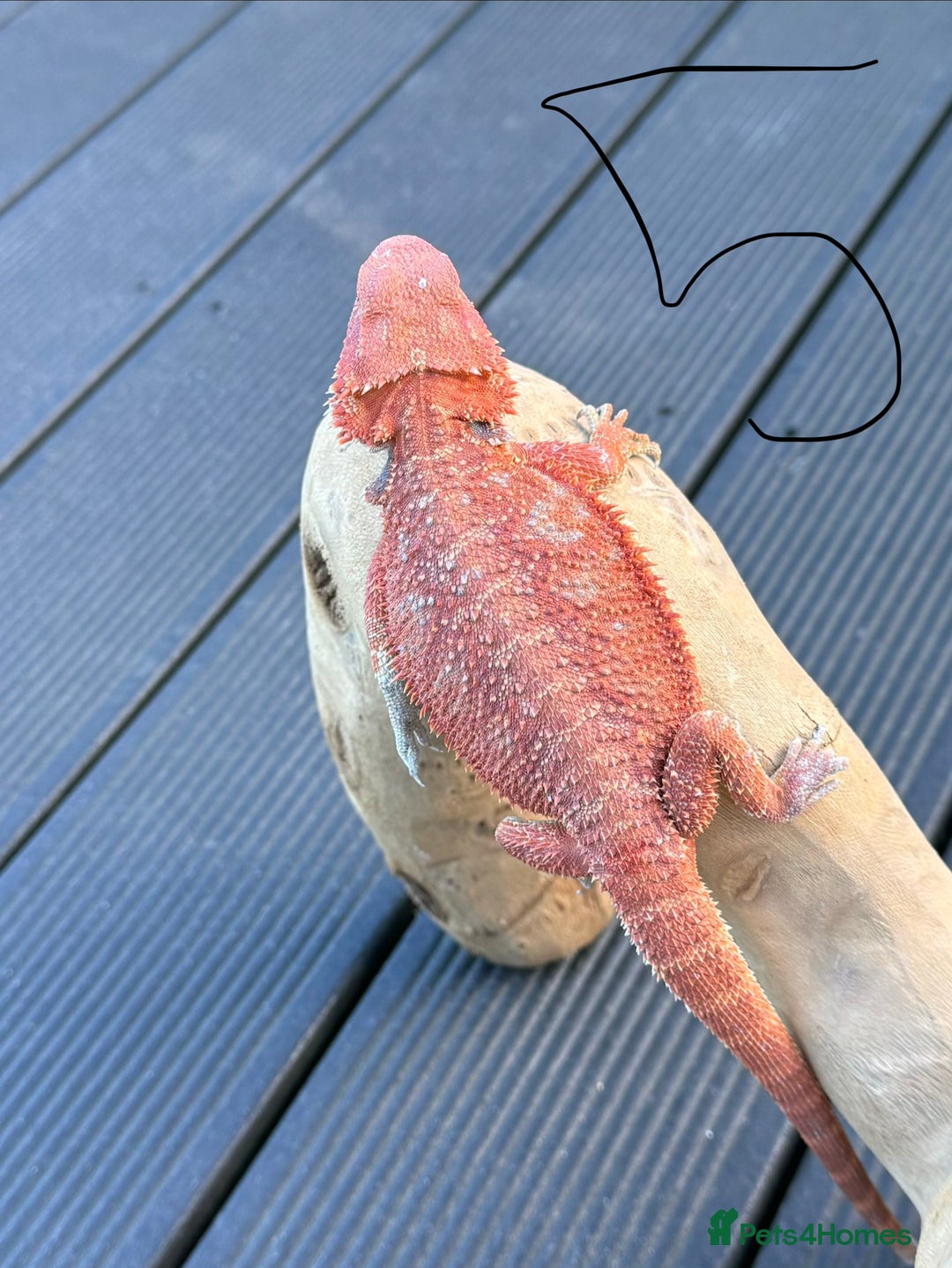 Bearded Dragon reptiles for sale: Bearded Dragon Red Monster - Advert 5