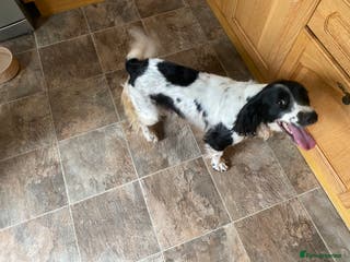 English Springer Spaniel dogs 9 English Springe4 Spaniels Puppies - Advert 4