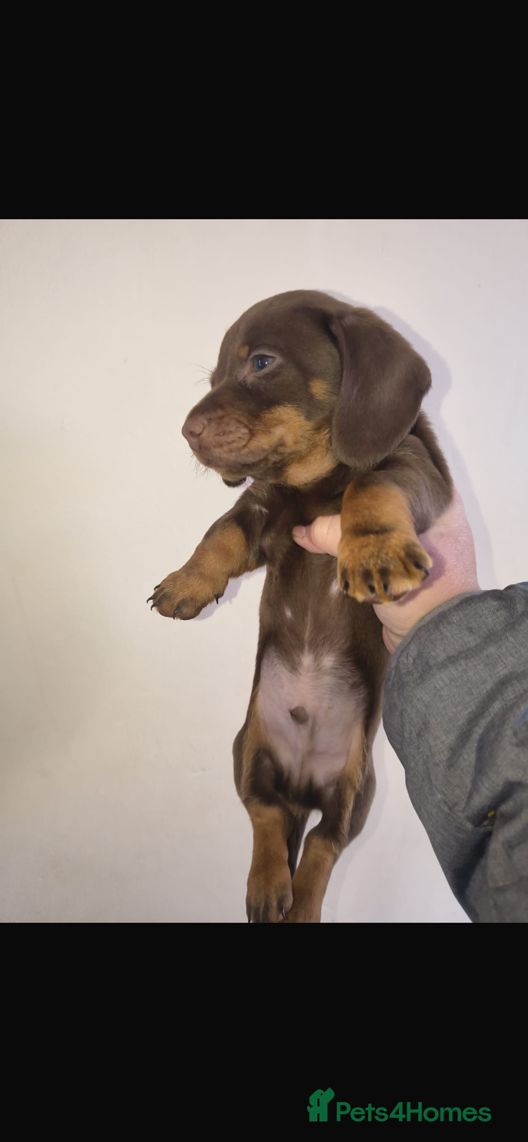 Dachshund dogs for sale: 6 miniature dauchund puppies for sale  - Advert 9