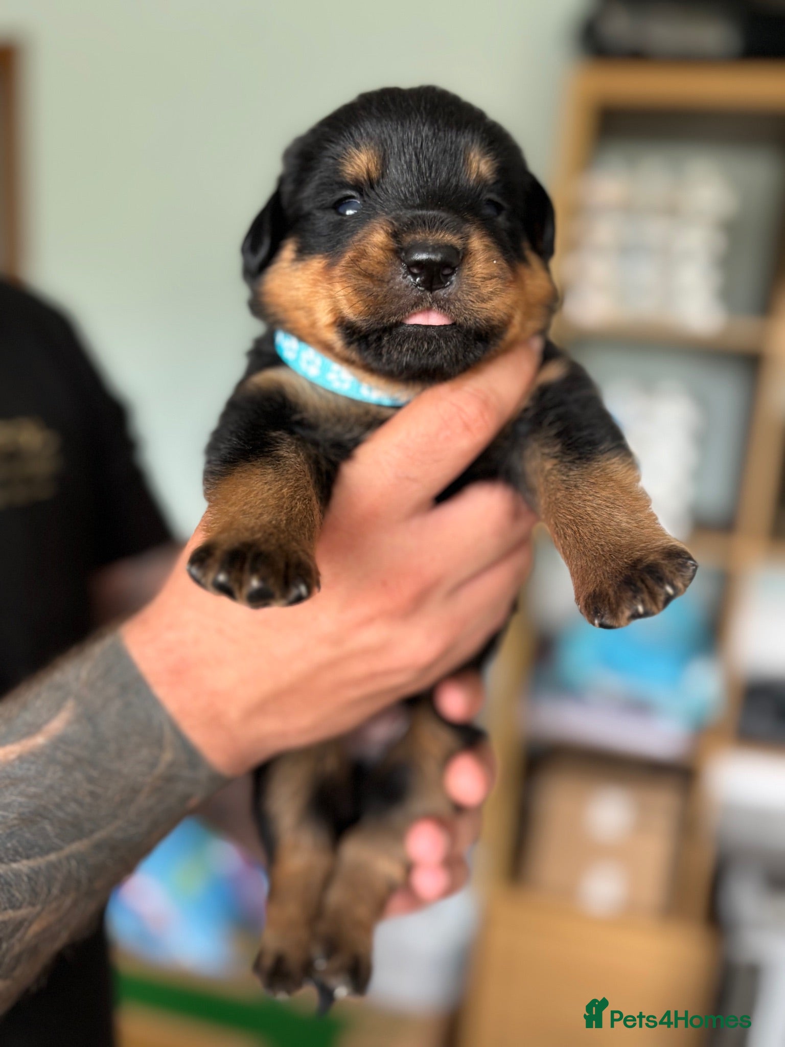Rottweiler dogs Stunning Rottweiler Puppies  - Advert 1