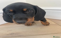 Miniature Dachshund dogs for sale: Last boy ready for new home Mini Dachshund  - Image 17