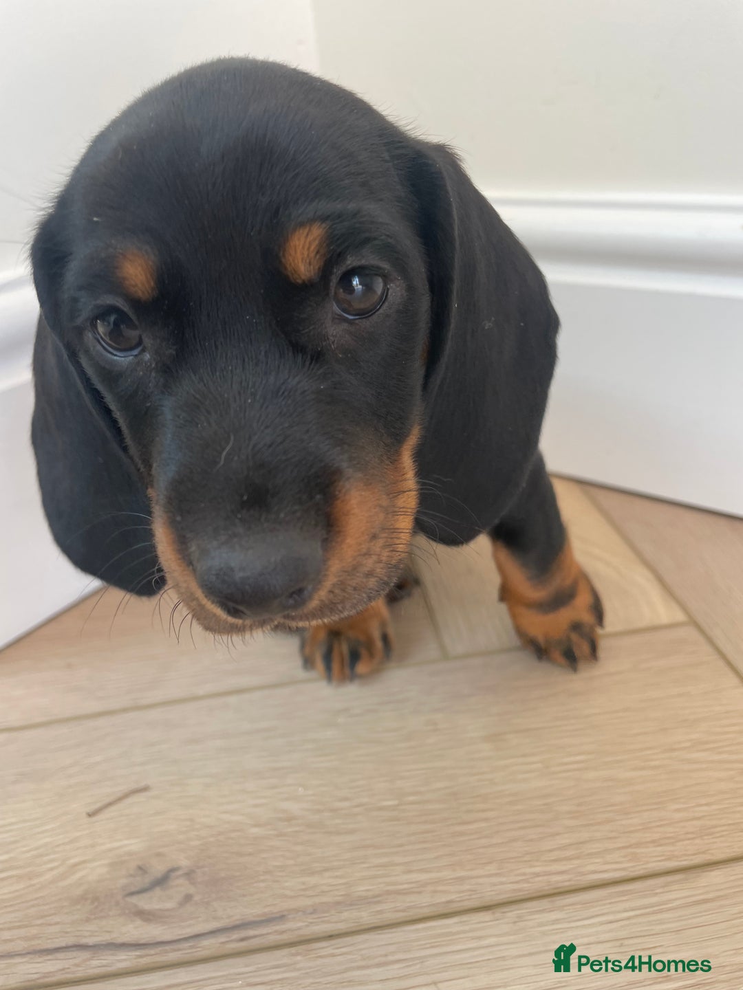 Miniature Dachshund dogs for sale: Last boy ready for new home Mini Dachshund  - Image 17