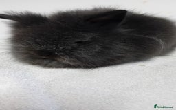 Lionhead rabbits for sale: Pure bred lionhead rabbits  - Image 8