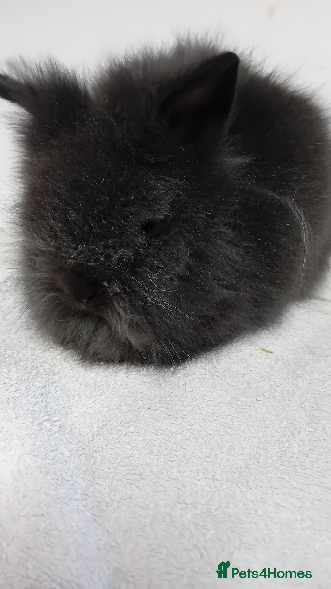Lionhead rabbits for sale: Pure bred lionhead rabbits  - Image 8