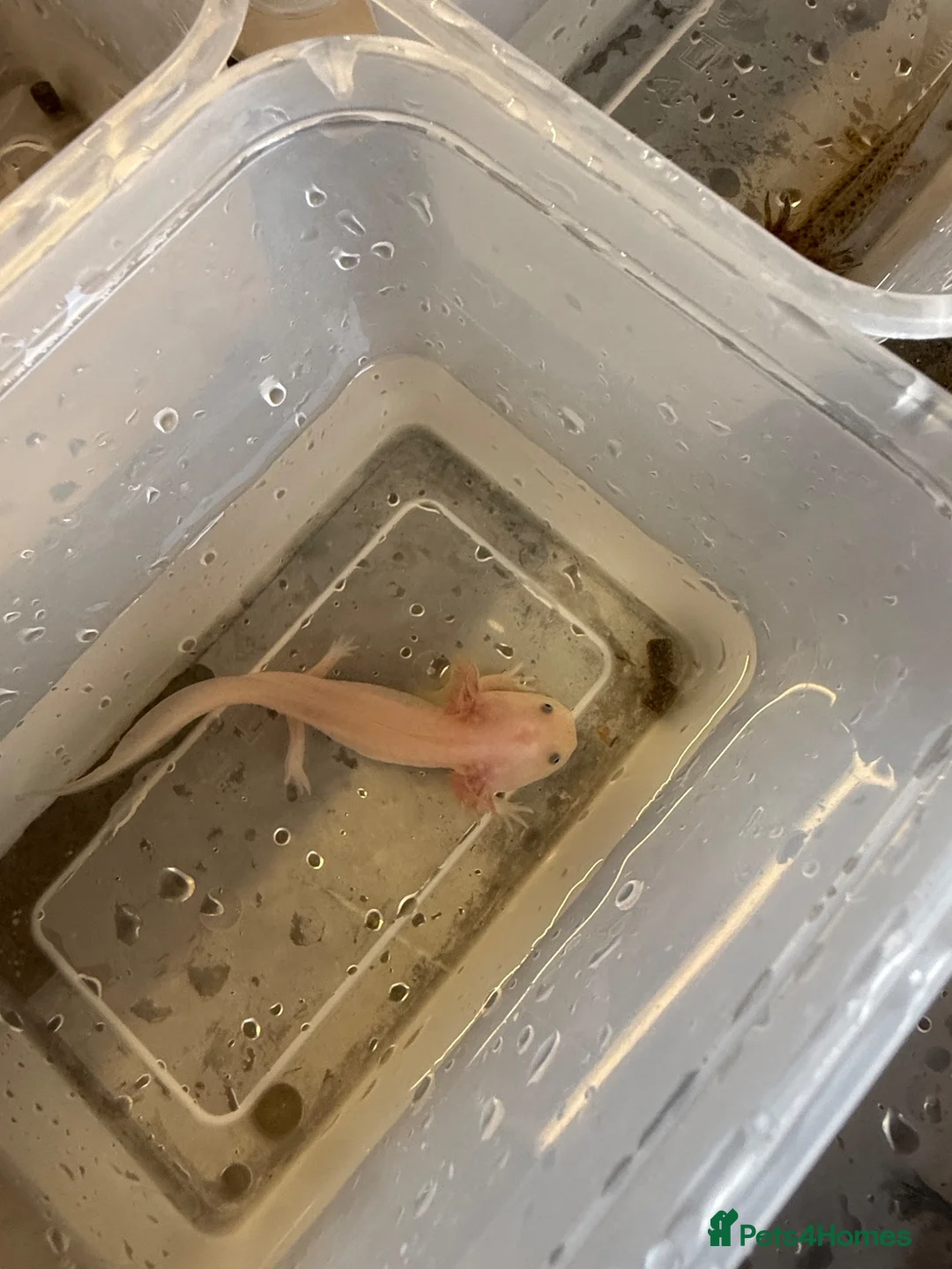 Axolotl reptiles for sale: Rescue Axolotls Looking For New Home  - Advert 2