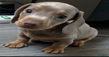 Miniature Dachshund dogs - Advert 3