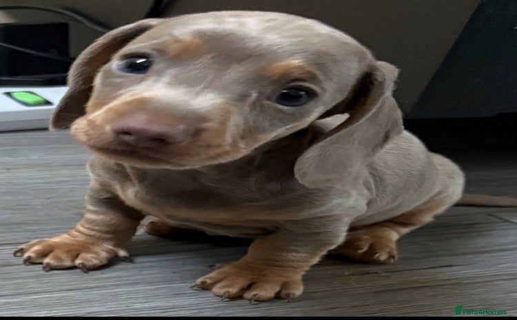 Miniature Dachshund dogs - Advert 2