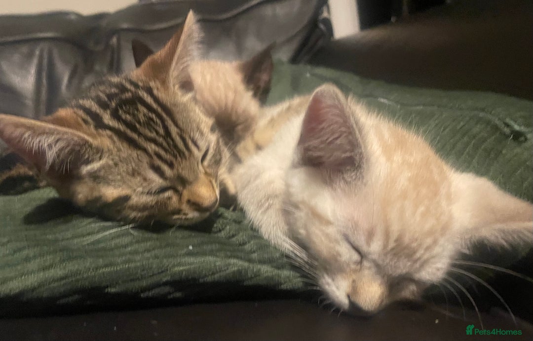 Bengal cats for sale: Part Snow Bengal Kitten - Image 5