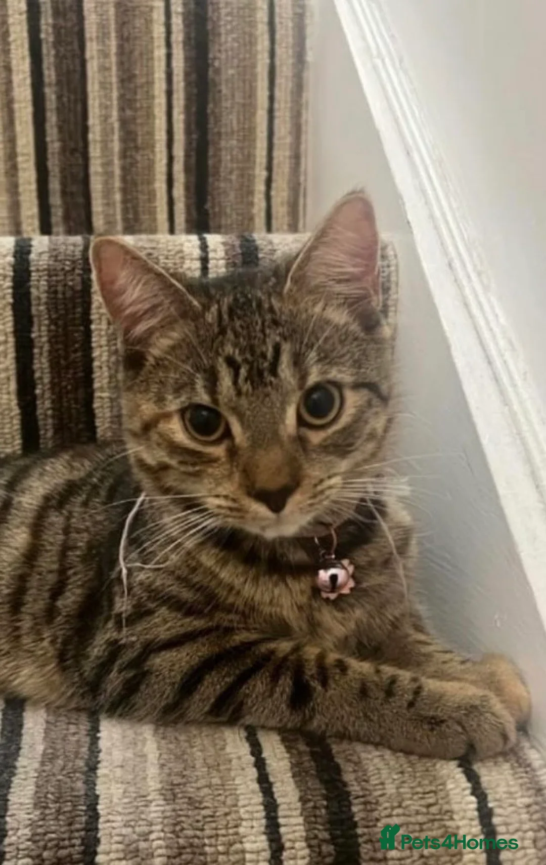 Mixed Breed cats for adoption: Rescue kitten dumped on doorstep deserves a home - Advert 4