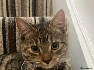 Mixed Breed cats Rescue kitten Daisy needs a forever home - Advert 4