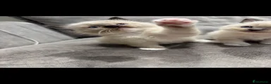 Ragdoll 2