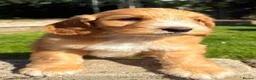 Australian Labradoodle dogs for sale: Australian labradoodles  in Leicester - Advert 19