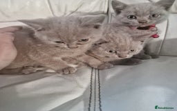 British Shorthair cats for sale: Pure British Short Hair cutties - Image 10
