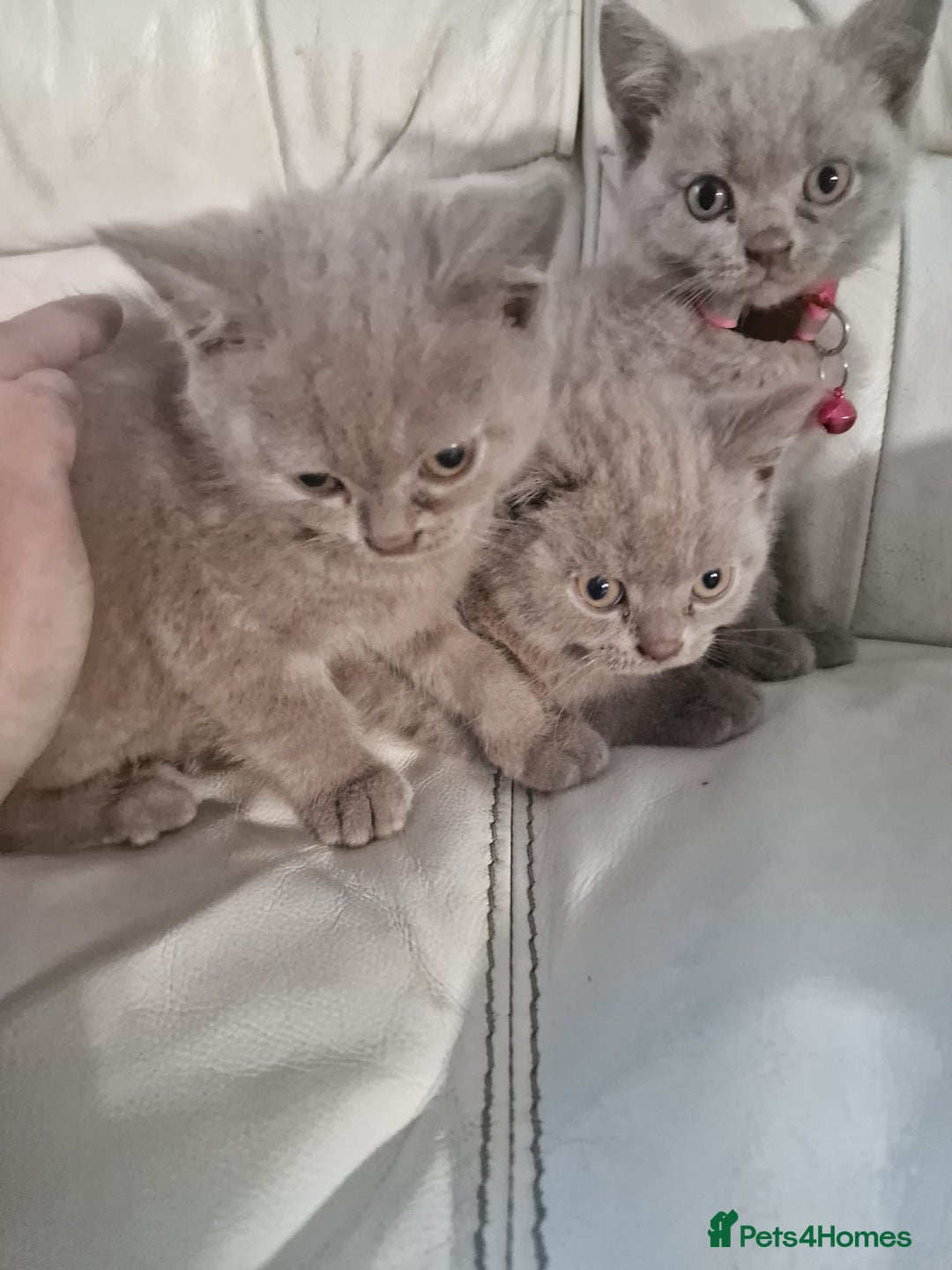 British Shorthair cats for sale: Pure British Short Hair cutties - Image 10