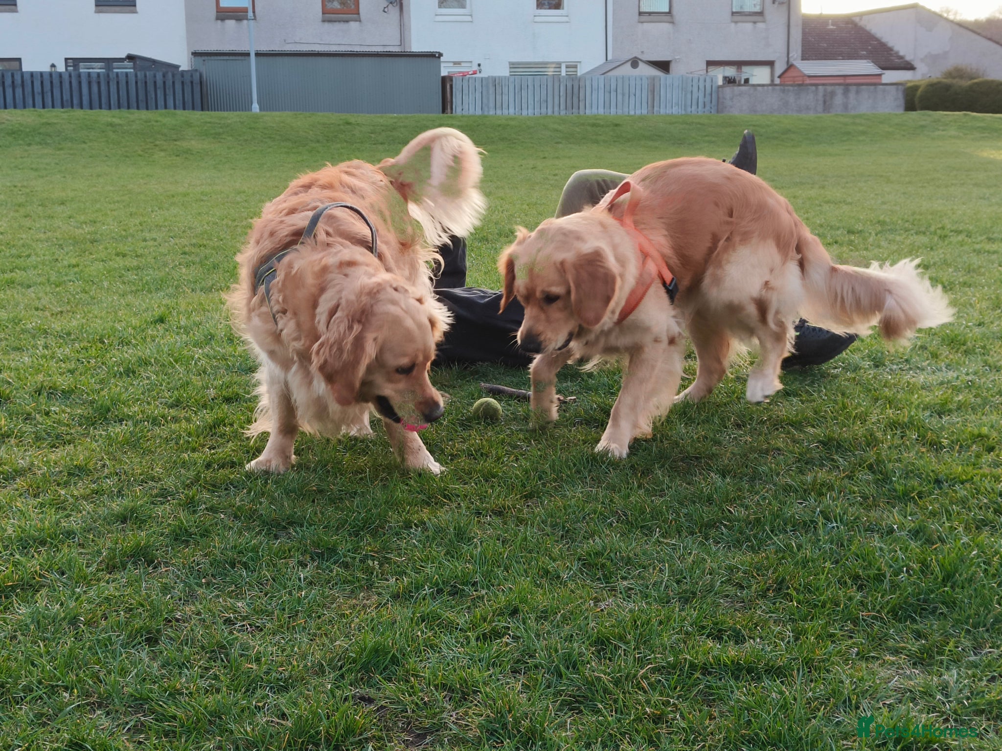 Golden Retriever dogs for sale: KC Registered 0/0 score Puppies 3 Females 2 Males - Advert 8