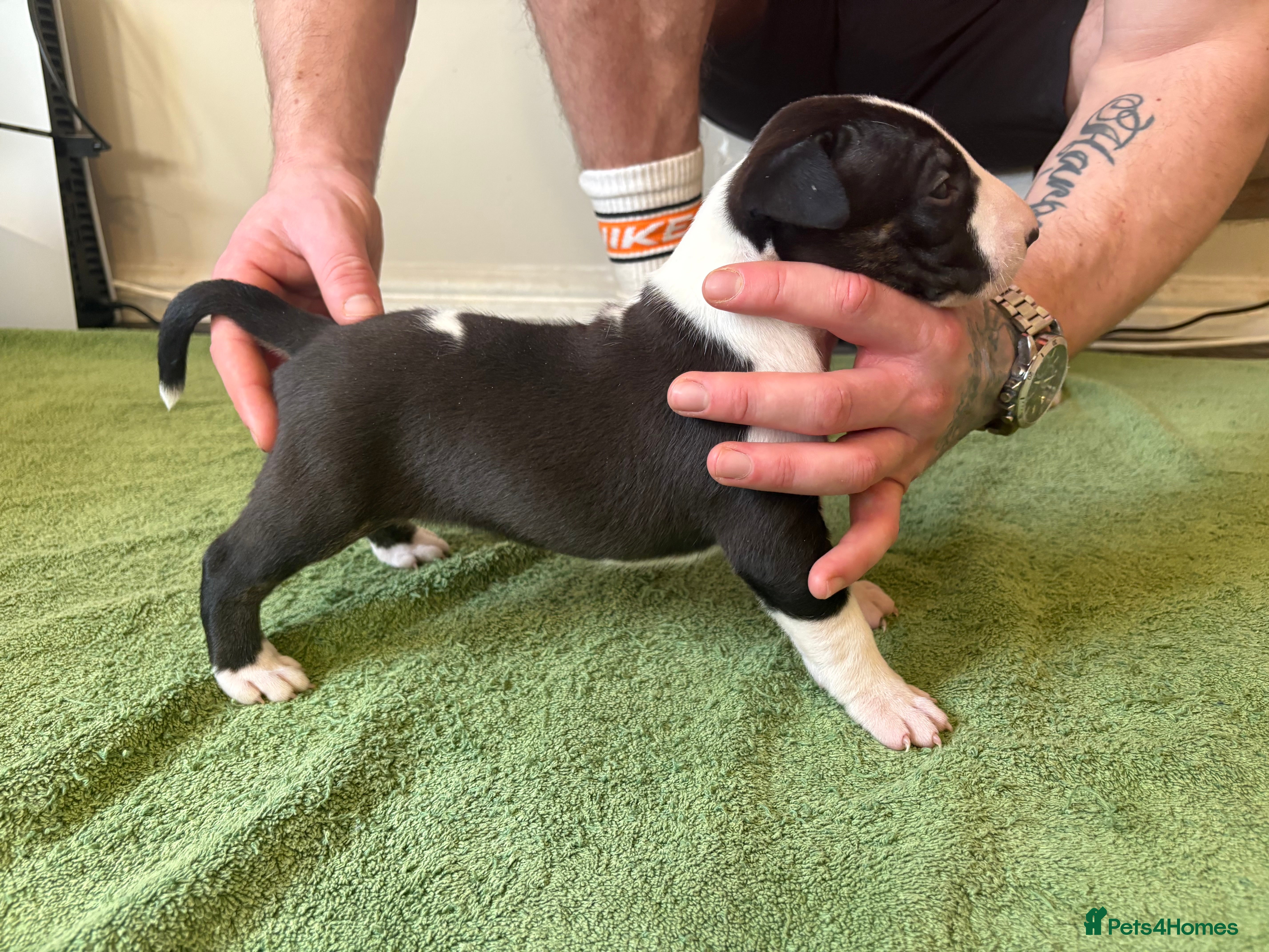 English Bull Terrier dogs KC registered English Bull Terrier Puppies - Advert 6