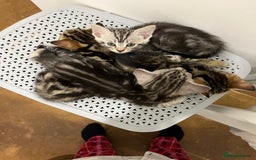 Bengal cats for sale: Half marble Bengals - Image 2