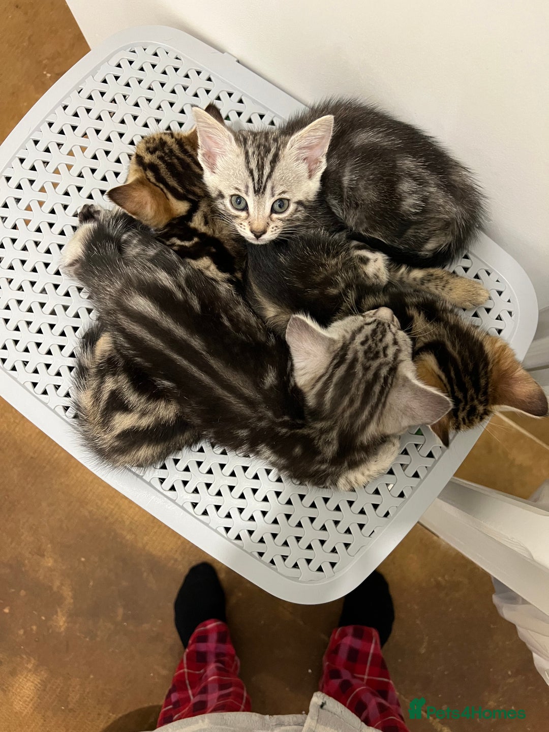 Bengal cats for sale: Half marble Bengals - Image 2