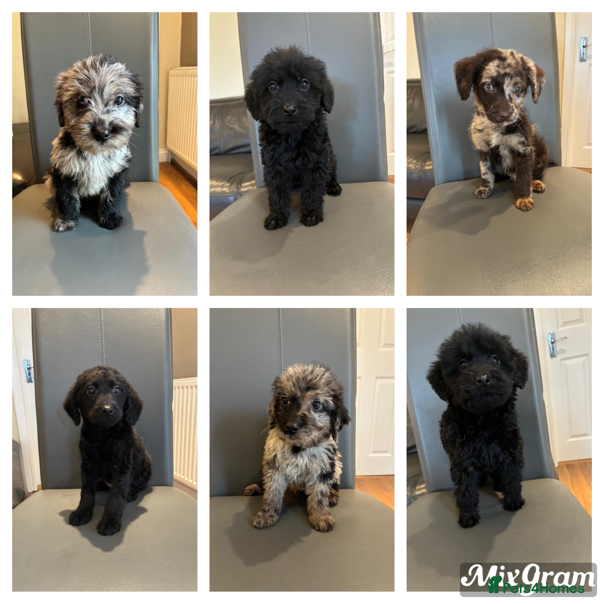 Labradoodle dogs Stunning Merle labradoodle puppies!!! - Advert 6