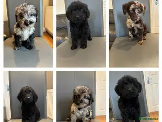 Labradoodle dogs Stunning Merle labradoodle puppies!!! - Advert 6