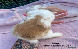 Mini Lop rabbits for sale: Mini lop bunnies  - Image 20