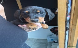 Miniature Dachshund dogs for sale: Beautiful miniature dachshund puppies - Image 27