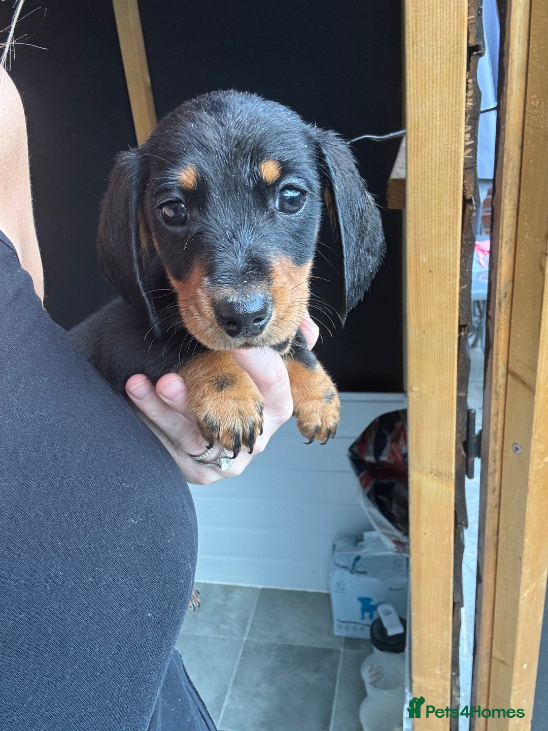 Miniature Dachshund dogs for sale: Beautiful miniature dachshund puppies - Image 27