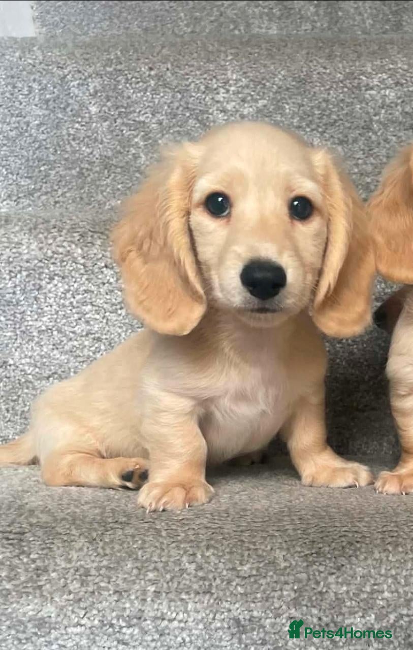 Miniature Dachshund dogs REDUCED READY NOW Longhair cream mini dachshund - Advert 1