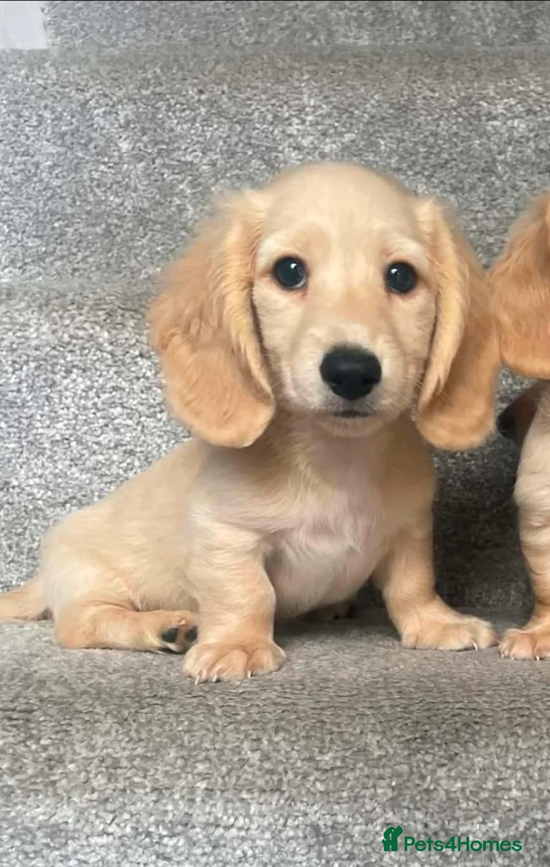 Miniature Dachshund dogs for sale: REDUCED READY NOW Longhair cream mini dachshund - Advert 1