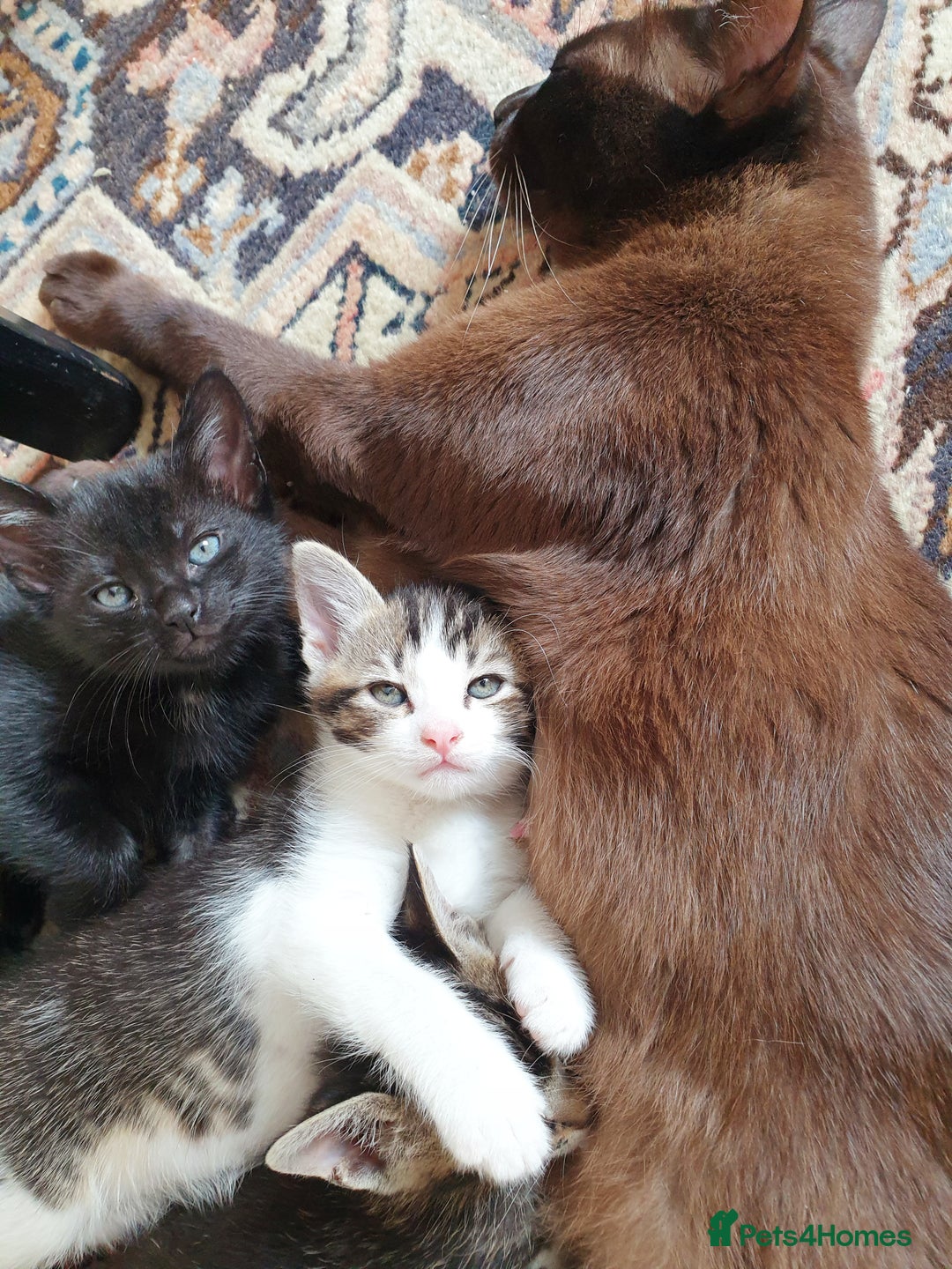 Burmese cats for sale: Burmese X Calico kittens - Image 6