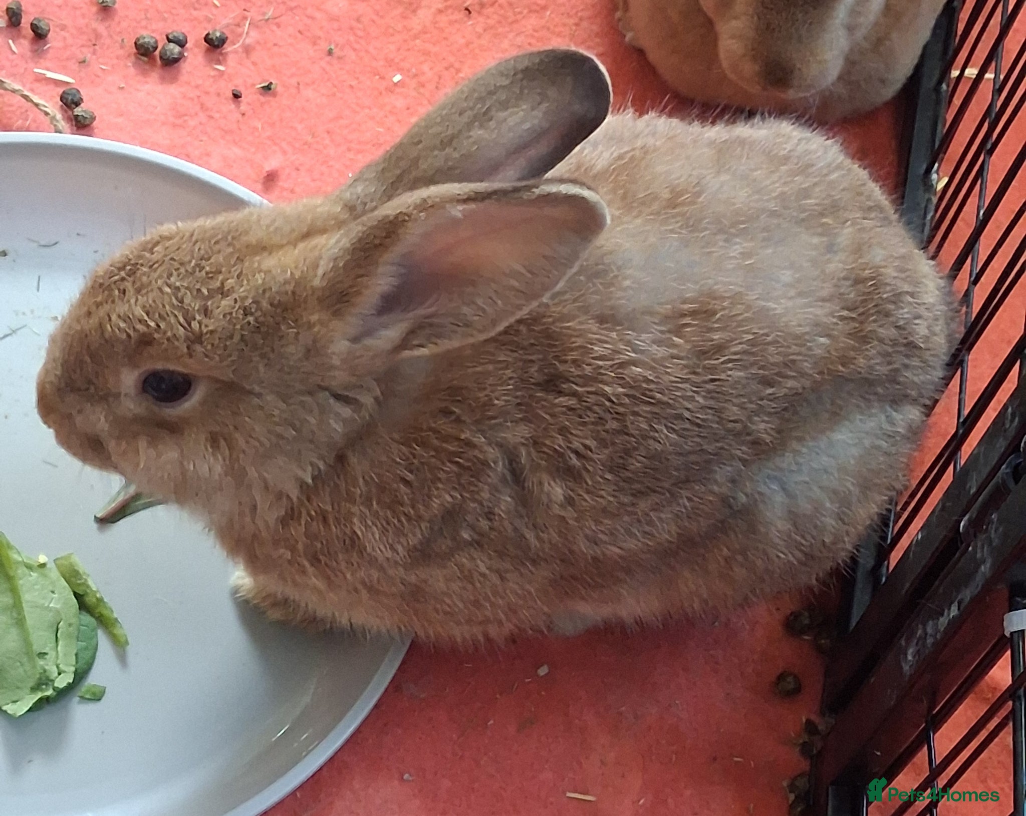 Rex rabbits Mini rex x Mini lop - Advert 23