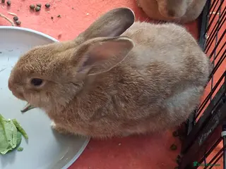 Rex rabbits Mini rex x Mini lop - Advert 23