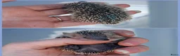 Pygmy Hedgehog rodents for sale: Lesser Tenrec Babies - Advert 4