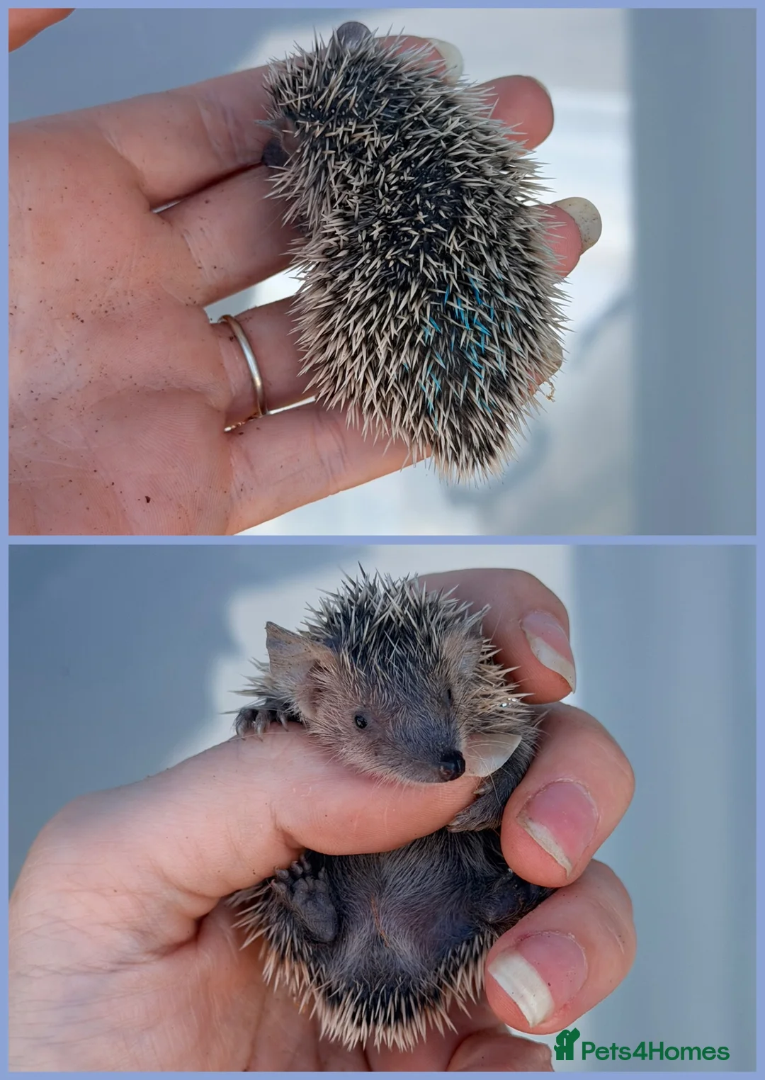 Pygmy Hedgehog rodents for sale: Lesser Tenrec Babies - Advert 4