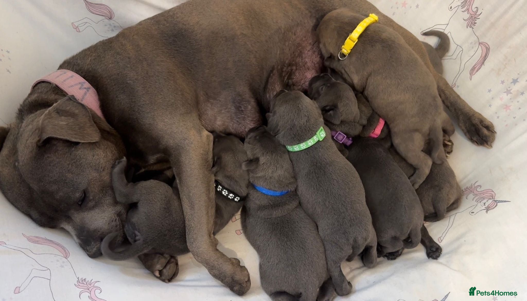 Staffordshire Bull Terrier dogs KC Registered Staffy Puppy (Last Girl!) - Advert 2