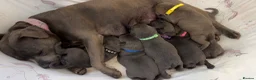 Staffordshire Bull Terrier dogs for sale: KC Registered Staffy Puppy (Last Girl!) - Advert 2